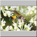 Cosmoconus nigriventris - Schlupfwespe m01b 10mm - OS-Hellern Wiese det06.jpg